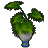 アラハの鉢植え