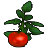 ジャンボトマト