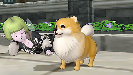 ポメラニ・茶白カプセル[FP] 