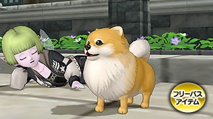 ポメラニ・茶白カプセル[FP] 